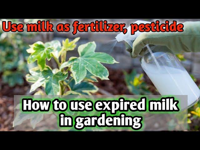 How to use expired milk in gardening to grow healthy plants | Benefits of milk as fertiliser