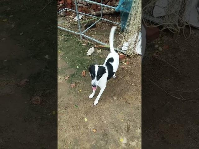 dog dance 