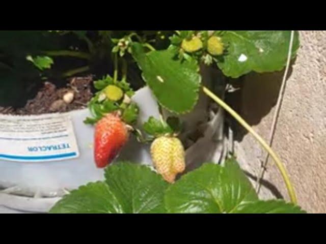 Fresas Del Este, una variedad única en el país
