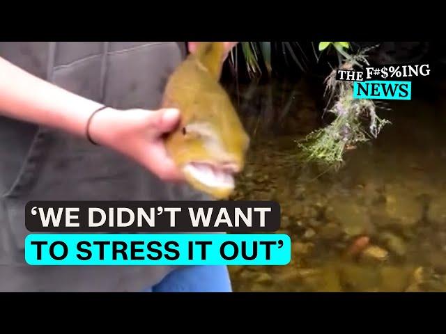 Video of Hutt boys’ gentle rescue of brown trout goes viral | Stuff.co.nz