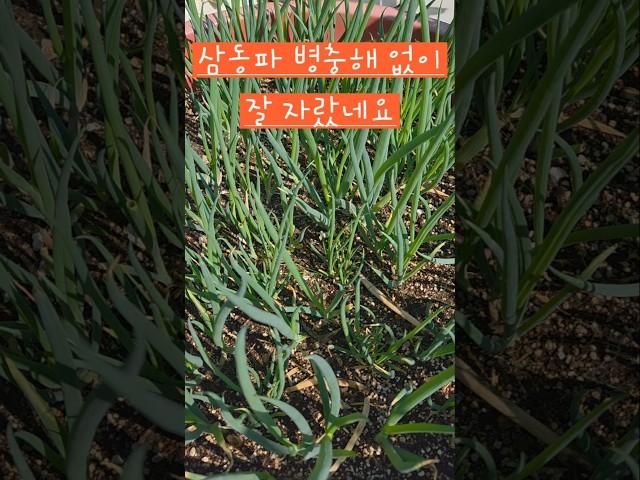 삼동파 주아를 받아서  키우는데 병충해 없이 잘 자라요 #옥상텃밭 #소소한행복 #삼동파