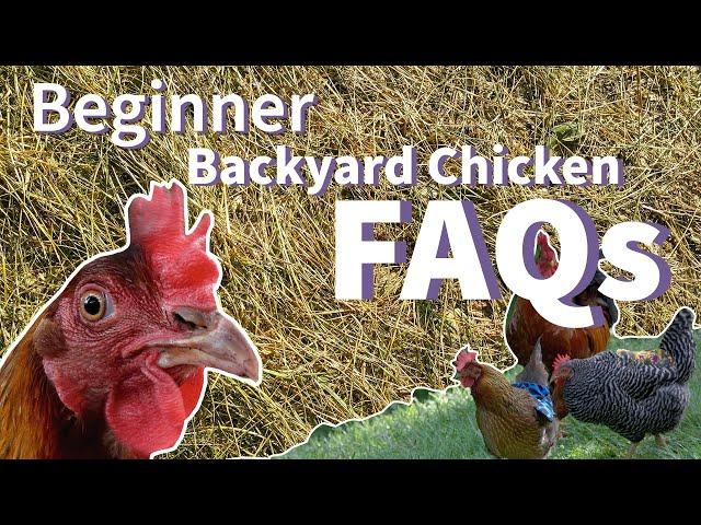 Beginner Backyard Chickens FAQs 