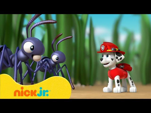 PAW Patrol | PAW Patrol Babyrettungen! | Nick Jr. Deutschland