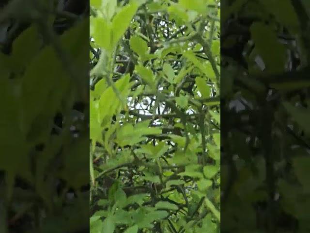 이사가던날 뒷집아이 돌이가 흔들었던?탱자나무? !그래도 탱자 열매는 달리네요.약용으로 멧돼지퇴치용으로 좋다네요.한옥까페희원