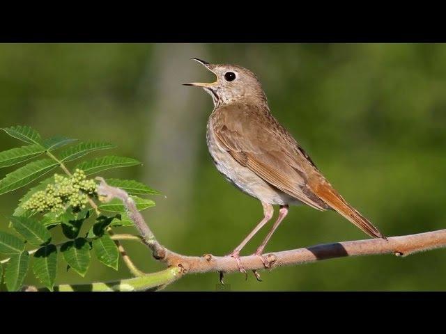 Hermit Thrush Singing