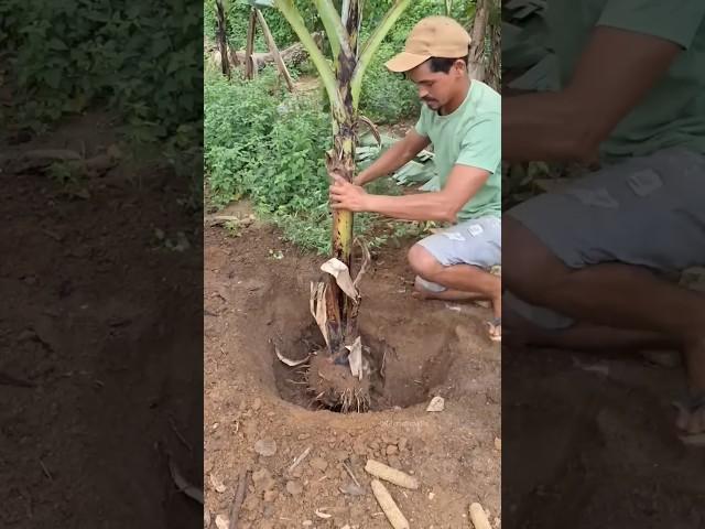 How Vietnamese are Triple Earning From Banana Harvest! 