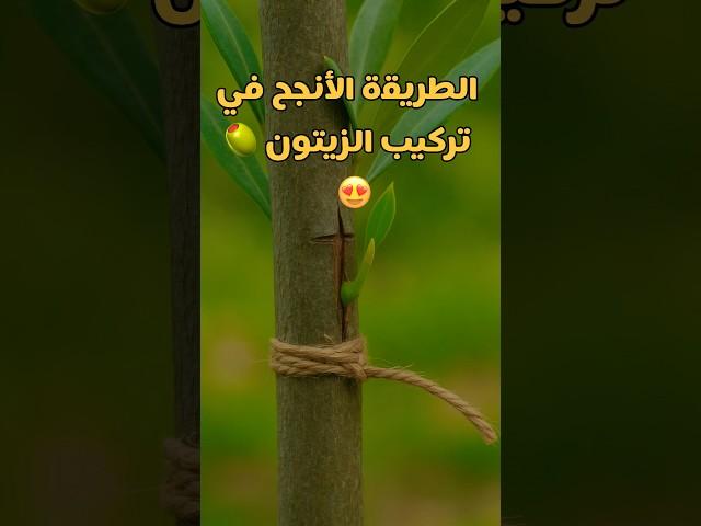 اذا عندك شجرة زيتون غير مثمره او ثمارها صغيرة الحل🫒 #shorts #زراعة  #agriculture #اكسبلور  #garden