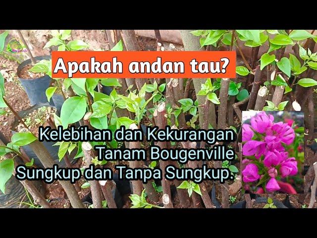 Tanam Stek Bougenville Tanpa Sungkup