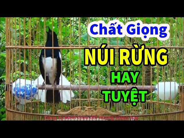 Choè than hót đấu giọng rừng CỰC SUNG Chòe Than Hót Giọng Rừng Kích Trống Căng Lửa hót | choe than