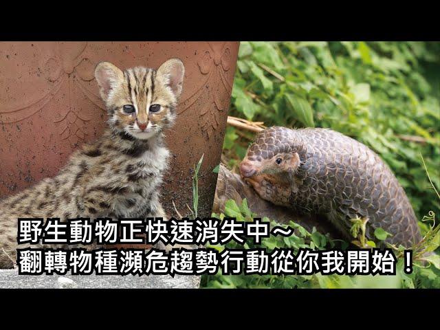 野生動物正快速消失中〜翻轉物種瀕危趨勢行動從你我開始！