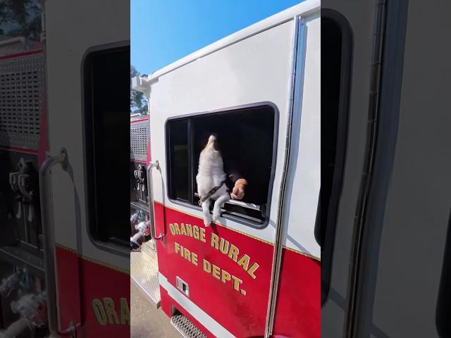 There is a new fire fighter on the squad #dog #australianshepherd #howling