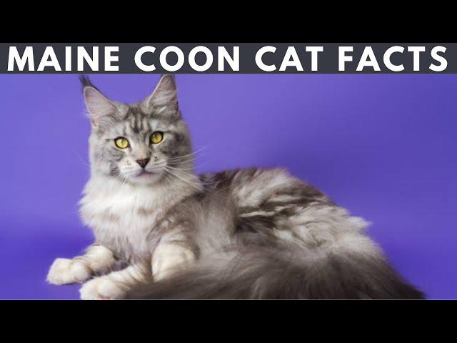 Top 12 Fascinating Facts About Maine Coon cat