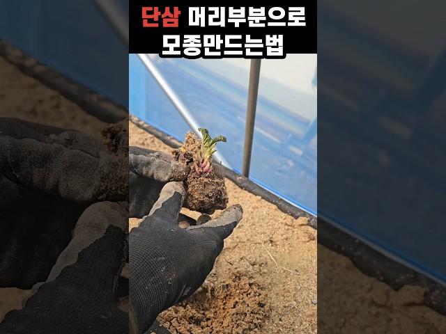 단삼 뇌두부분으로 모종만드는법#단삼#약초도시농부 #단삼모종만드는법