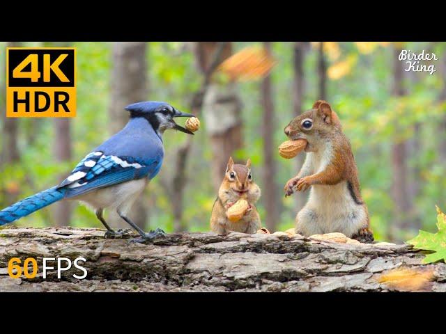 Cat TV for Cats to Watch  Fall in Love with Chipmunks, Birds, Squirrels  4K HDR 60FPS