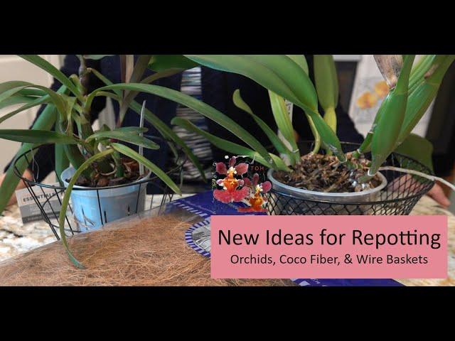 How to Repot Orchids w/ Coco Fiber, Wire Baskets & Media | Creative Cattleya & Complex Hybrid Repot