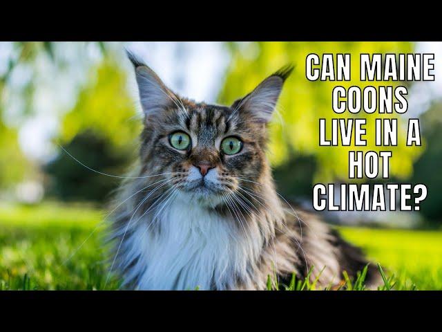 Can Maine Coons Live in a Hot Climate? #MaineCoon Monday 4