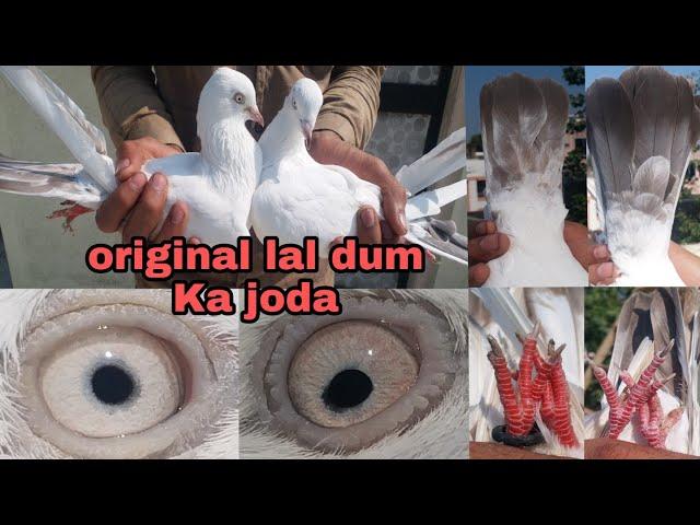 #SA_Pigons_Gondal #highflyingpigeons Kabutar ka joda (Original ) SA Pigeons Gondal