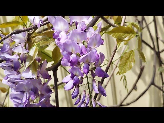 植物小知識55~紫藤（Wisteria sinensis）