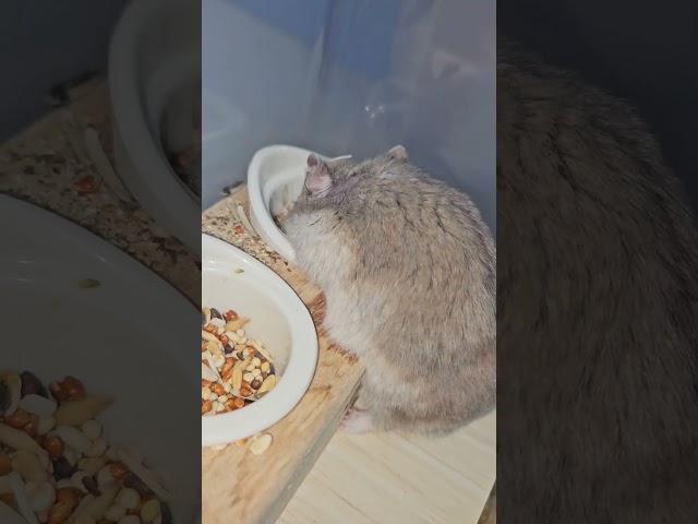 아침부터 동생밥 깨끗하게 털어먹는 햄스터 뽀르미