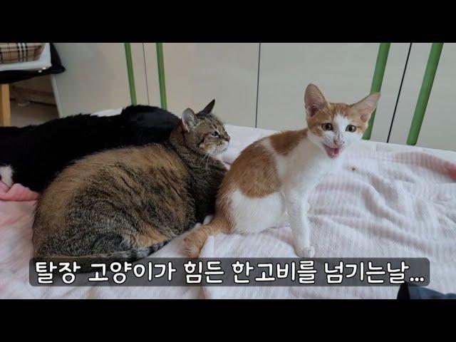 탈장 고양이 병원가서 변빼고 실밥 풀어주었더니 한결 편안해졌습니다!