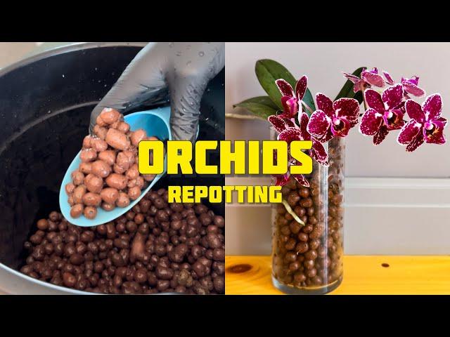 Orchids Repotting to CLAY PEBBLES #orchids #thegreenearth #plants