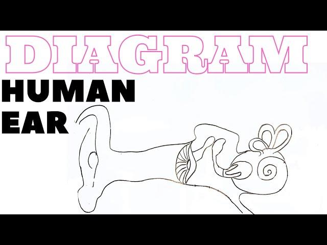 Human Ear Diagram  in 2 mins⏰ | How to draw a human ear diagram easily