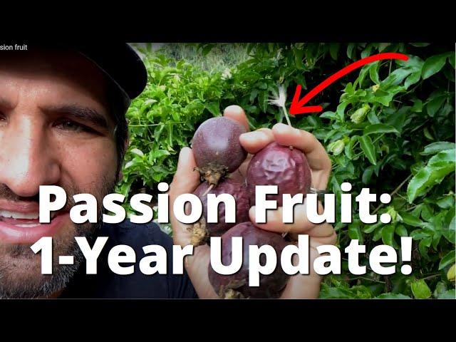 How To Grow Passion Fruit on a Fence | 1 YEAR UPDATE on our "Frederick" PassionFruit - WOW!