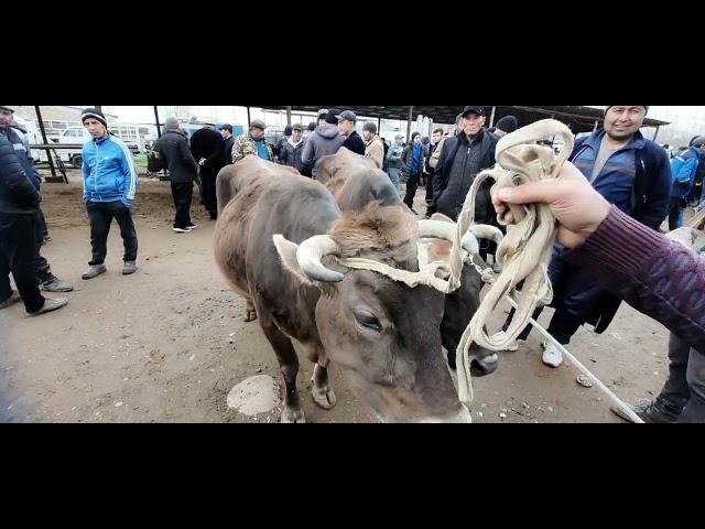 14 03 2024 кашкадарю велояти1ксм шархсабиз тумани чоршанби мол бозоридан йанги нархлар