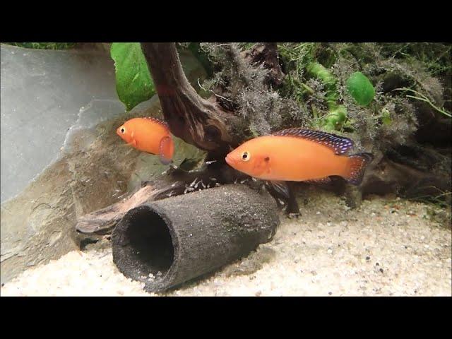 Hemichromis exsul : couple avec alevins en aquarium (NL- J2)