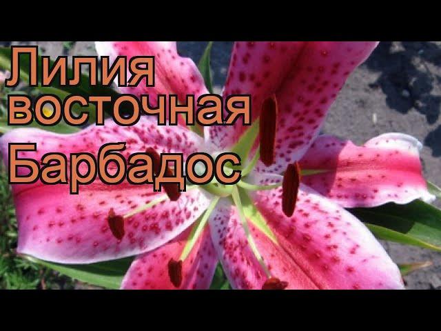 Лилия восточная Барбадос (lilium)  лилия Барбадос обзор: как сажать луковицы лилии Барбадос