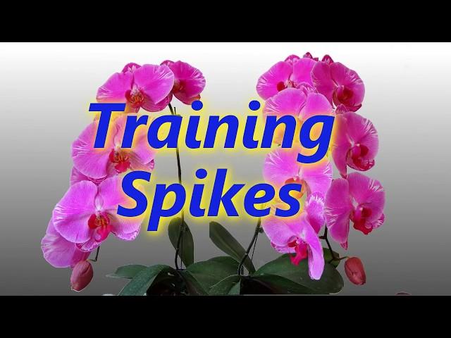 Training Spikes-Phalaenopsis Orchids