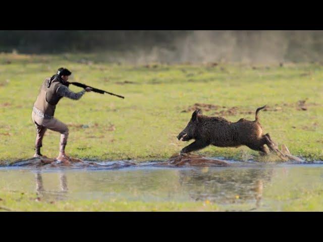 TOP 10 WILD BOAR HUNTING || Best Scenes ||SEASON: 2024 - PART 7