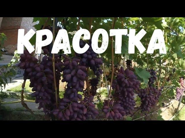KRASOTKA. Overview of Vadim Tochilin Vineyard Varieties/