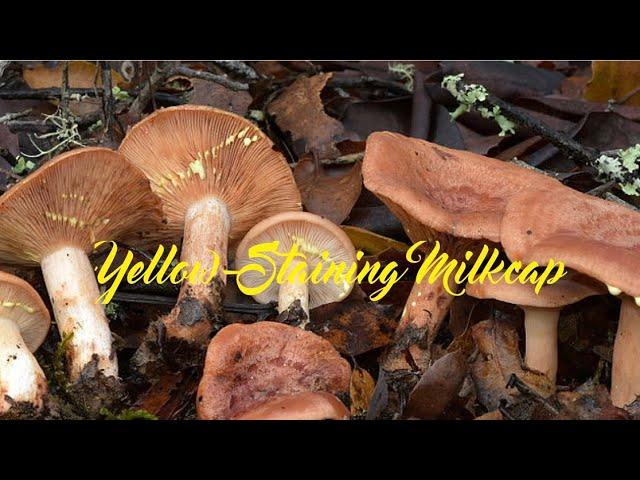 Yellow-Staining Milkcap Mushroom