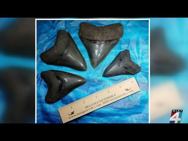 Shark tooth diver experiences with sharks