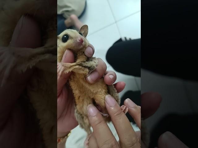 Baby Sugar Gliders in Pouch