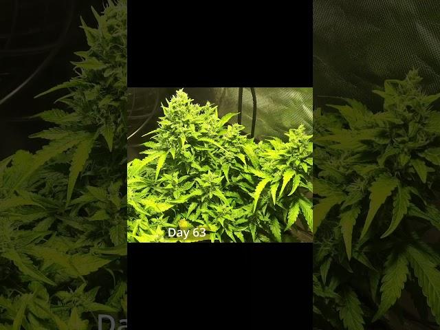 Timelapse Short of 147g Northern Lights autoflower