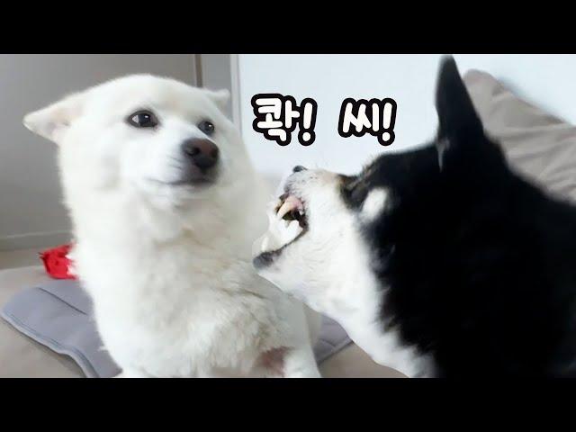 SHIBAINU Taeng is really angry