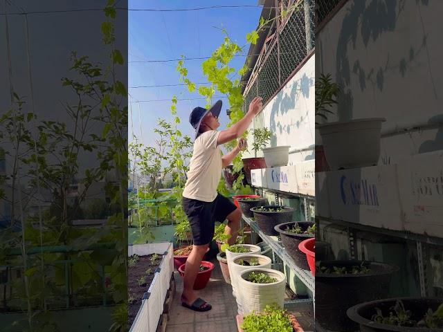 Chăm sóc vườn rau sạch nhà em