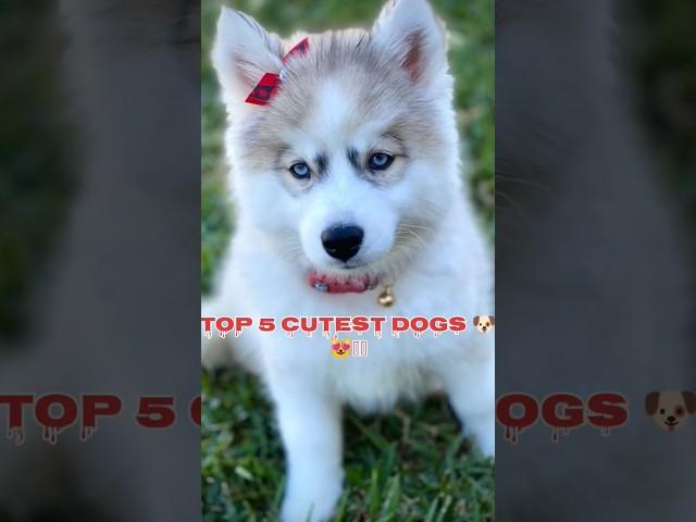 Top 5 cute dogs #puppy #dogs #cute #shorts