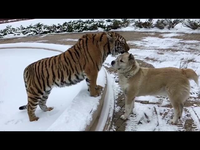 Верные друзья. Тигр+алабаи.