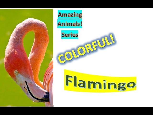 Flamingo facts