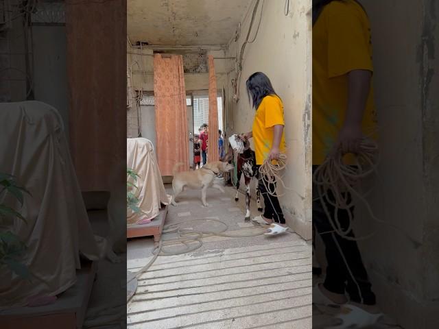 Dog want to eat goatnew bakra le lia ️ #ytshorts #cow #dogleg #qurbani2025 #goatfarm #bakra