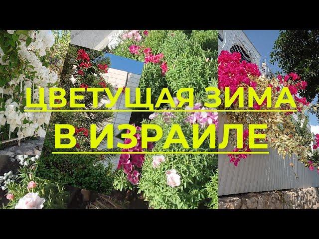 Цветущая зима в Израиле. Цветущие клумбы, деревья и кустарники