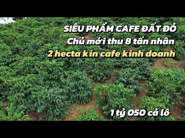 Siêu phẩm đất đỏ bazan, cafe kinh doanh mạnh, tổng diện tích 2 hecta bán gấp