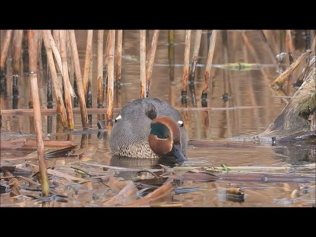 Cyraneczka / Eurasian Teal