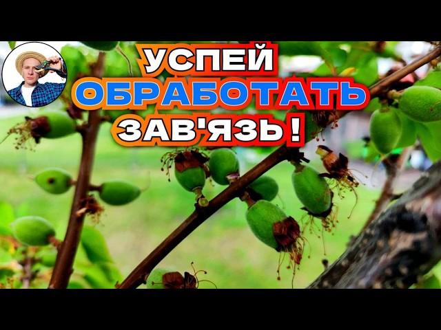 PROTECT your apricot harvest from fungal diseases!