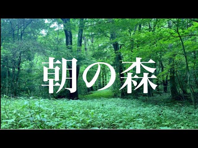 【自然の音】朝の森の音　鳥のさえずりでリラックス！