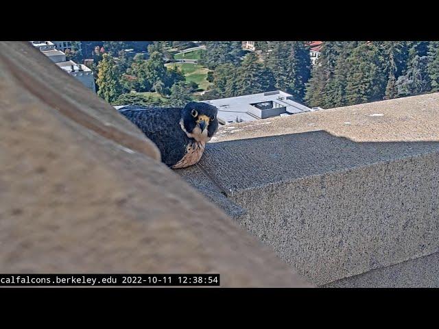 Cal Falcons: Annie's longest visit since the Campanile cleaning  2022 Oct 11