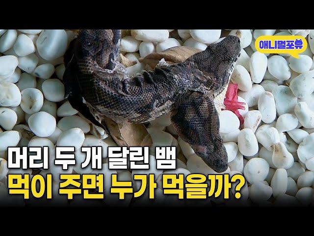 머리 두 개 달린 뱀에게 먹이 주면 누가 먹을까? I KBS 주주클럽 040501 방송